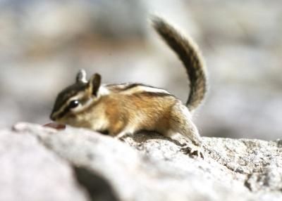 Russia on the way to Irkutsk: Chipmunks (well I think they are&nbsp;chipmunks)
