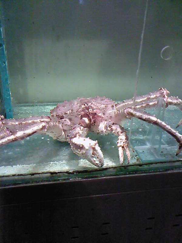 N E 1 4 Crab – Malaysia: Kuala&nbsp;Lumpur