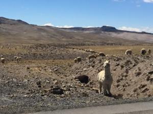 11953024_797112680356749_3512338493519044073_n