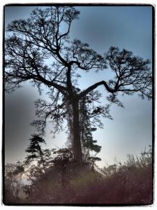 12009716_802756389792378_2553771572338414379_n