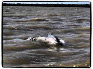 12047165_808790302522320_4282578870500457839_n