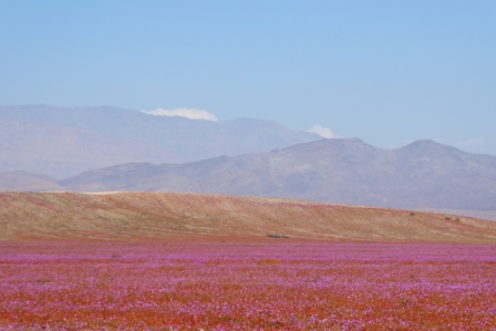 Chile:   Ovalle, Bahai Inglesa  to Antofagasta (30th November to 2nd December&nbsp;)