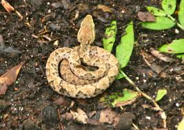 snake1