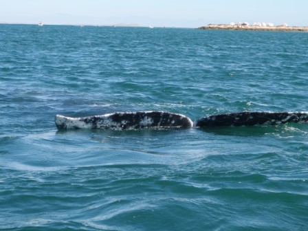 Mexico: The Bahia – Loreto & San Ignacio ( 28th February to 3rd&nbsp;March)